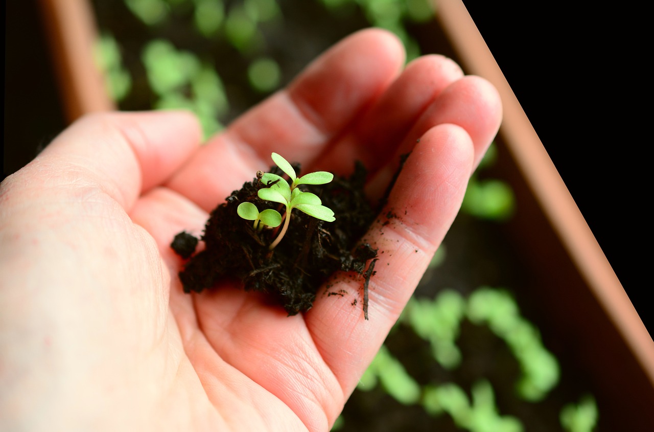 鉢植え